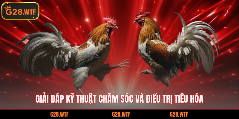 Giải đáp kỹ thuật chăm sóc và điều trị tiêu hóa
